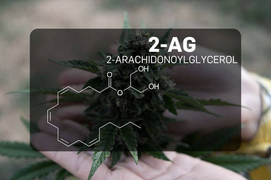 Structura chimică a 2-arahidonoilglicerolului (2-AG)