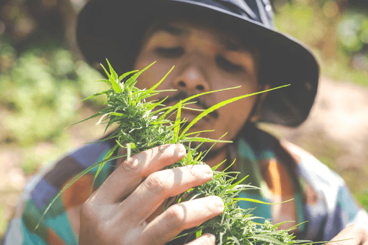 Legalizarea canabisului în Thailanda