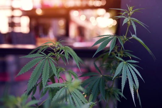Planta de canabis în Cannabis Cafe
