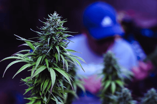 Cultivarea canabisului în Germania