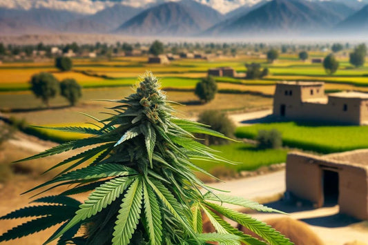 Planta de canabis în Pakistanul rural