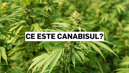 Ce este canabisul?