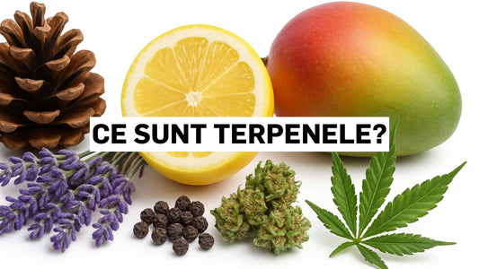 Ce sunt terpenele?