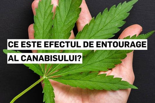 Ce este efectul de entourage al canabisului?