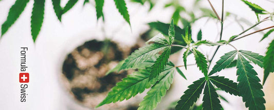 99% din produsele CBD sunt ilegale în UE, dar nu toate