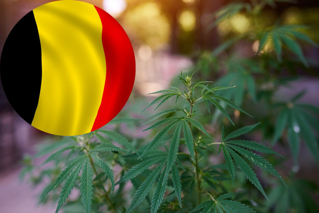 Calea Belgiei către legalizarea canabisului