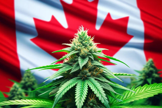 Planta de canabis în fața steagului canadian