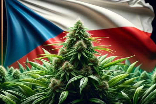 Steagul Republicii Cehe și planta de canabis