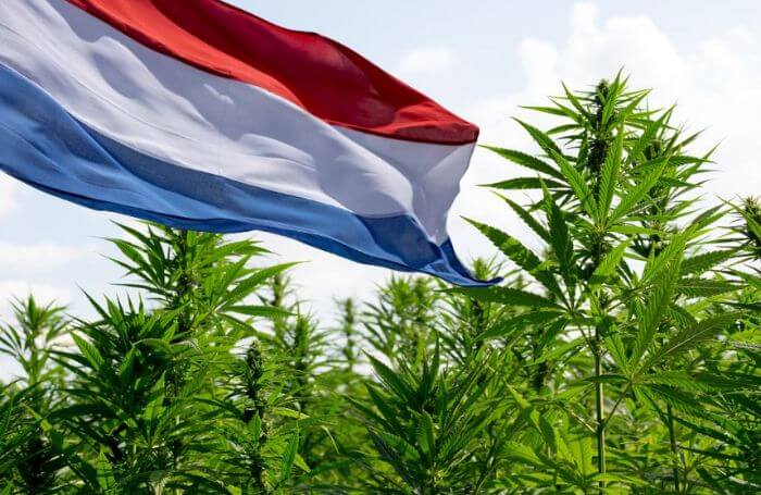 Steagul olandez pe un câmp de canabis