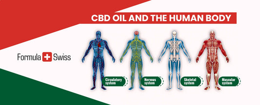 Cum funcționează uleiul CBD? Ghidul complet pentru înțelegerea CBD-ului în corpul uman
