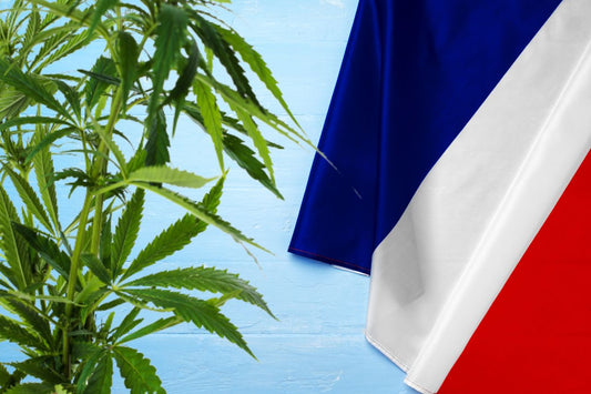planta de canabis și steagul Franței