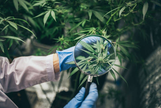 cercetător care studiază cannabisul