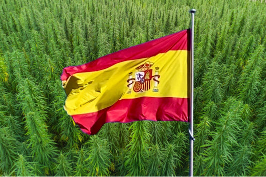 Steagul Spaniei în fața unui câmp de cânepă