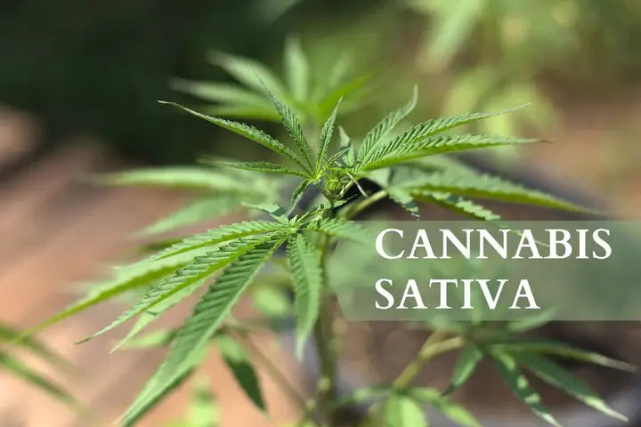 Ce este Cannabis Sativa?
