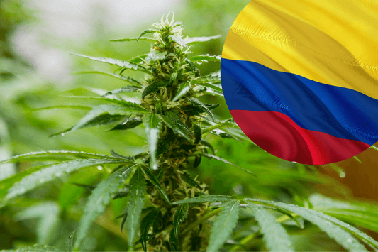 Reglementările privind exportul de canabis din Columbia