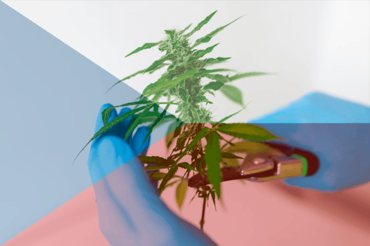 Legalizarea canabisului în Cehia