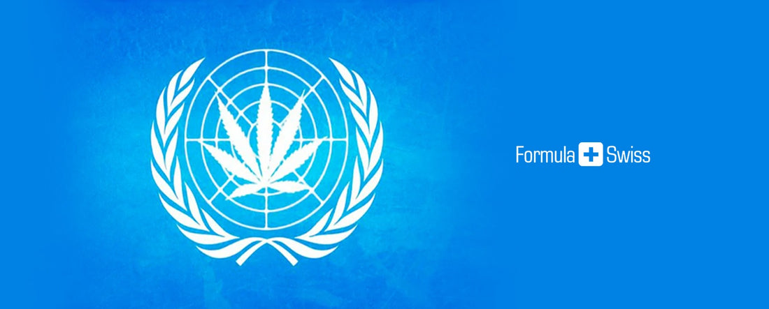 Grupul Națiunilor Unite lansează prima revizuire a marijuanei