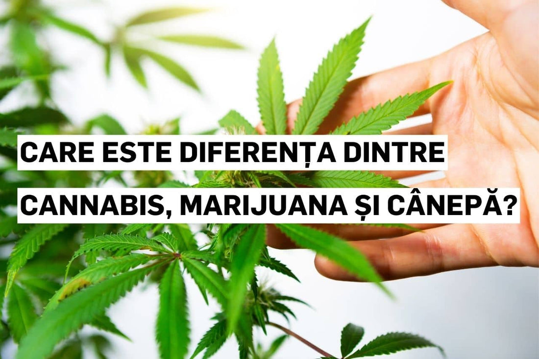 Care este diferența dintre cannabis, marijuana și cânepă?
