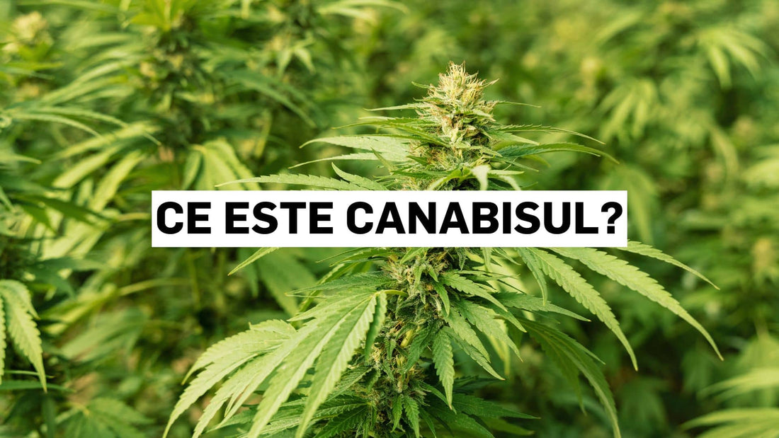 Ce este canabisul?