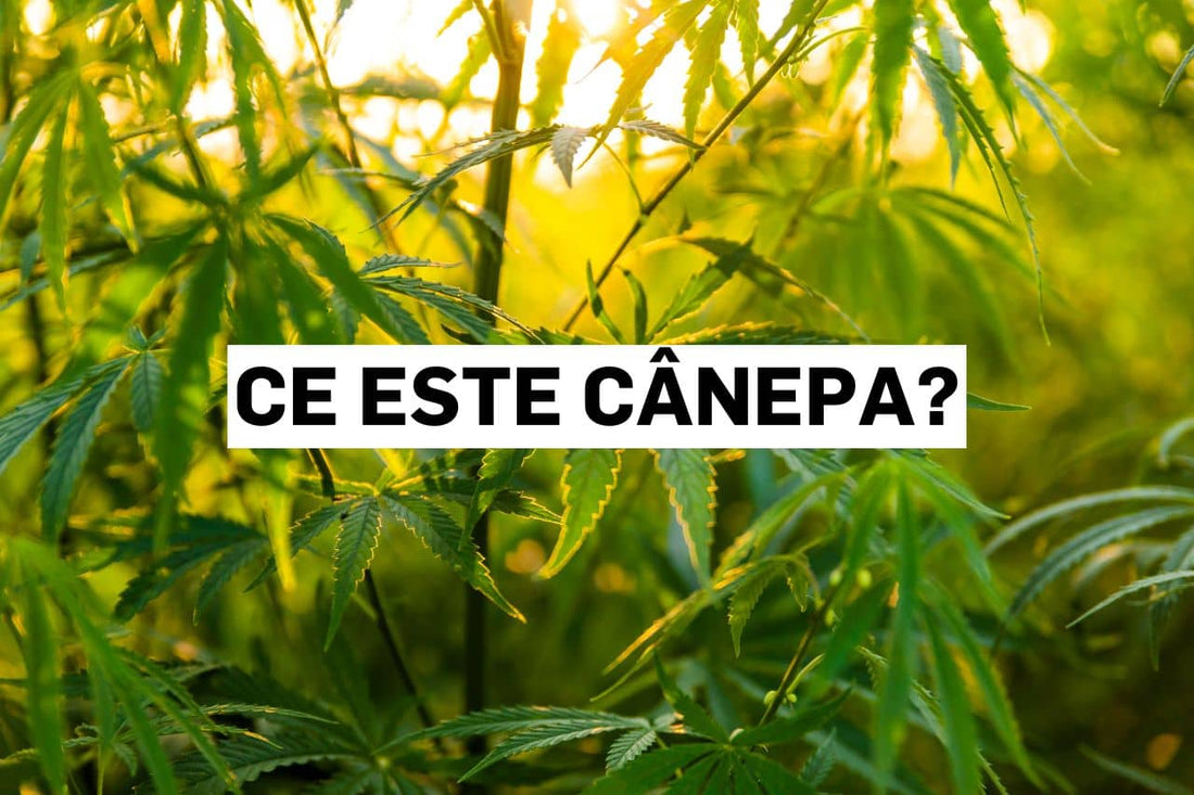 Ce este cânepa?