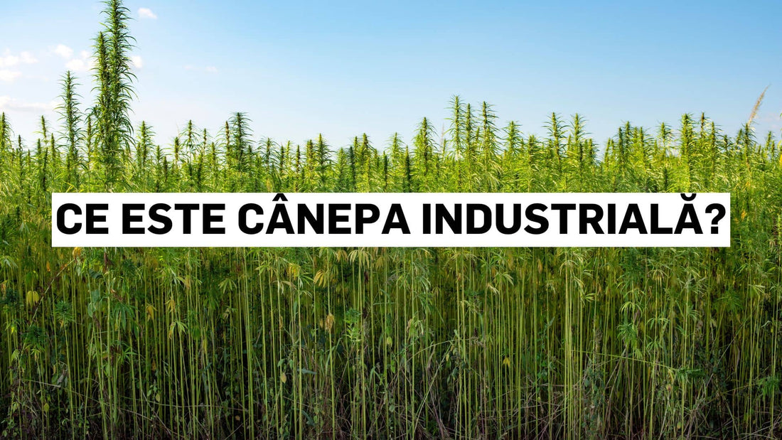 Ce este cânepa industrială?