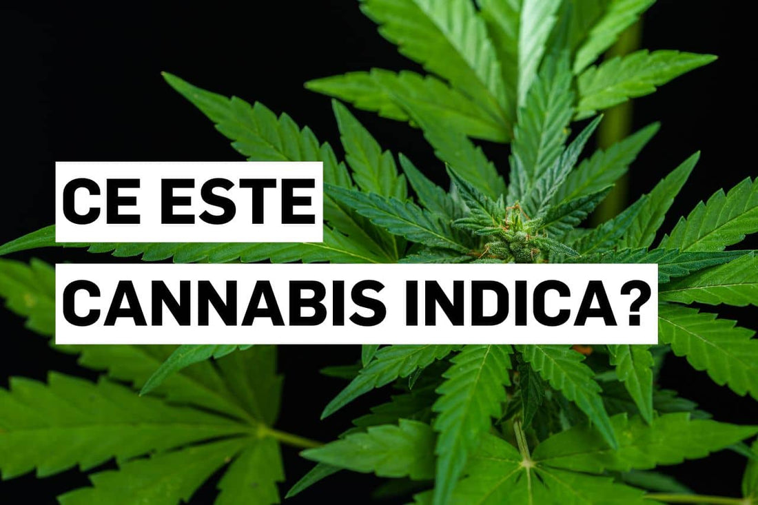 Ce este Cannabis indica?