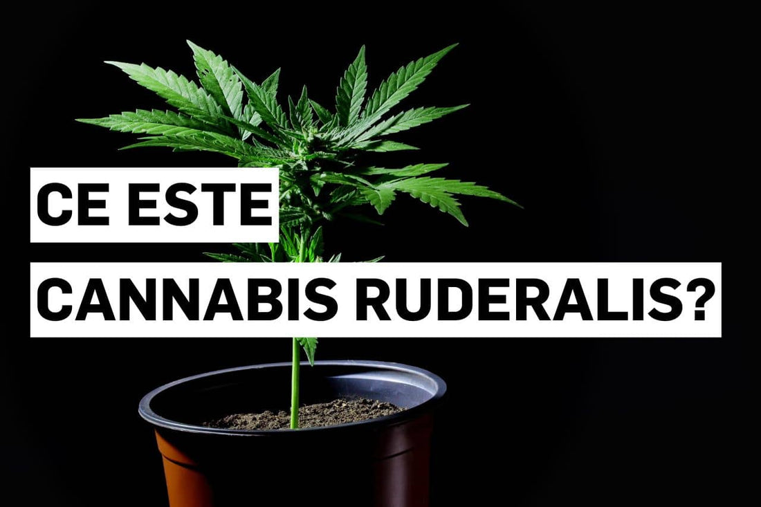 Ce este Cannabis ruderalis?