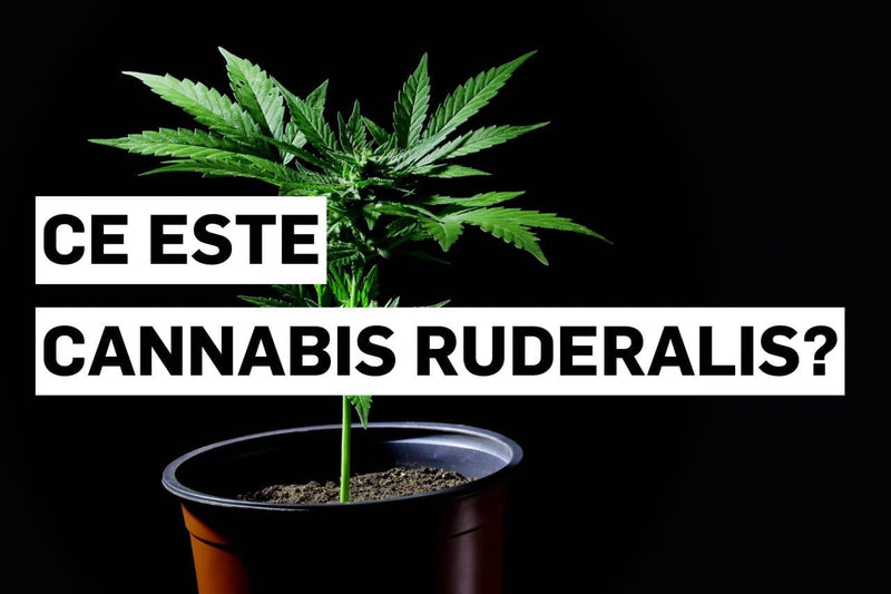Ce este Cannabis ruderalis?
