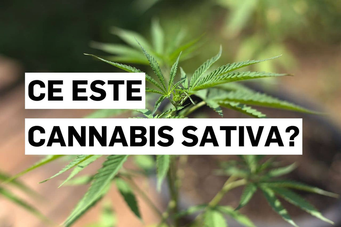 Ce este Cannabis sativa?