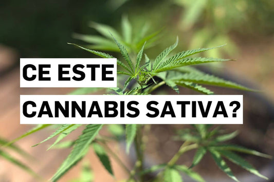 Ce este Cannabis sativa?
