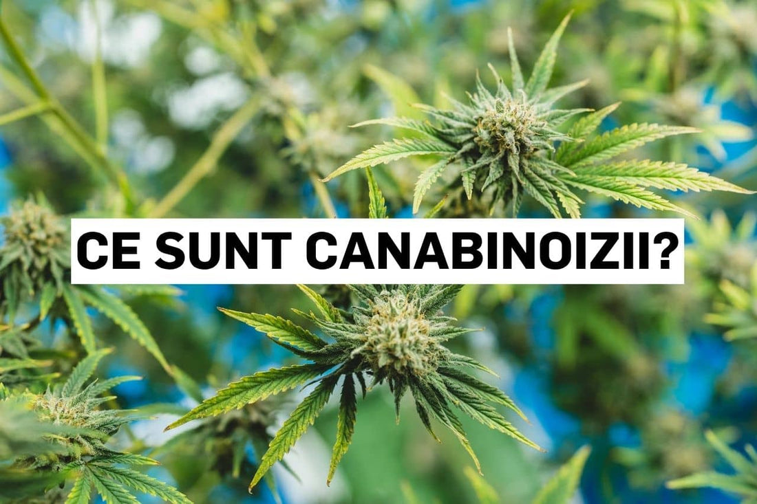 Ce sunt canabinoizii?