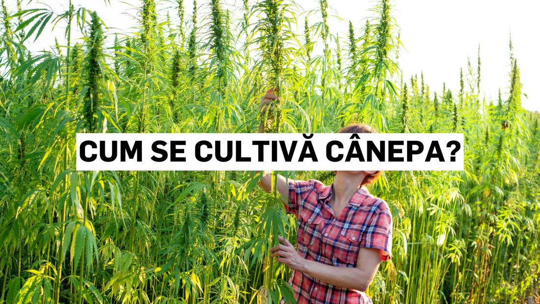 Cum se cultivă cânepa?