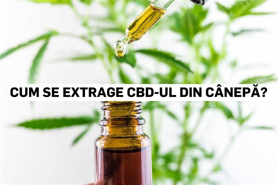 Cum se extrage CBD-ul din cânepă?