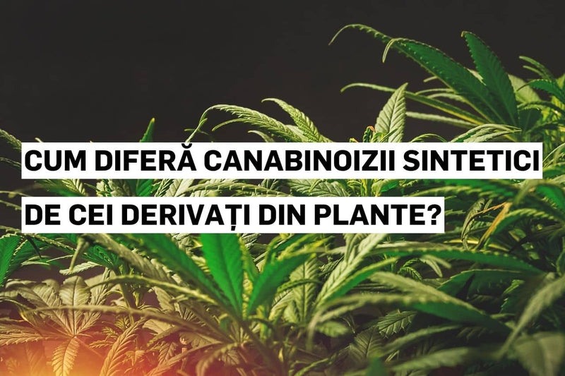 Comparație între canabinoizii sintetici și cei obținuți din plante naturale.