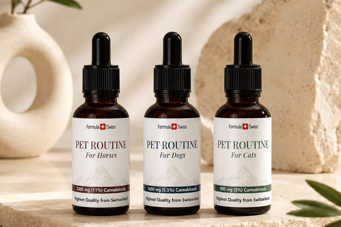 Uleiuri CBD Formula Swiss Pet Routine pentru cai, câini și pisici pe o suprafață de piatră