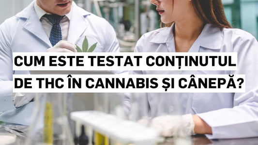 Cum este testat conținutul de THC în cannabis și cânepă?