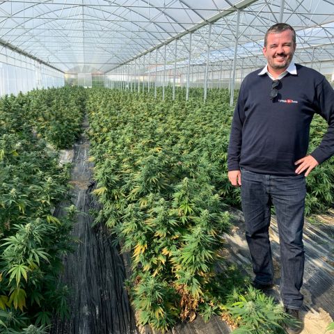 Cofondatorul Formula Swiss în sera de cânepă elvețiană